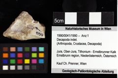 Foto (Objket + Etiketten) von Decapoda indet. 